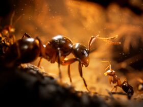 Empire of the Ants