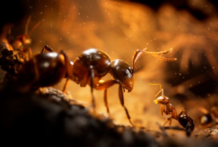 Empire of the Ants