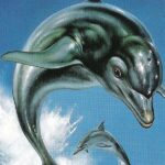 Ecco the Dolphin