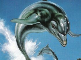 Ecco the Dolphin